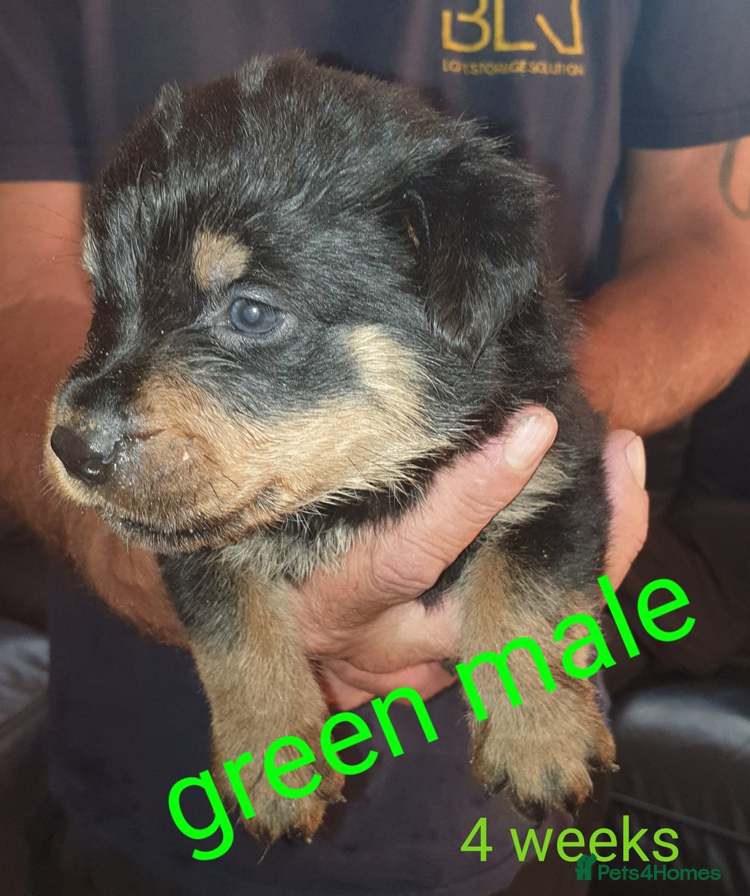 Rottweiler dogs for sale: Chunky big boned rottweilers  - Image 30