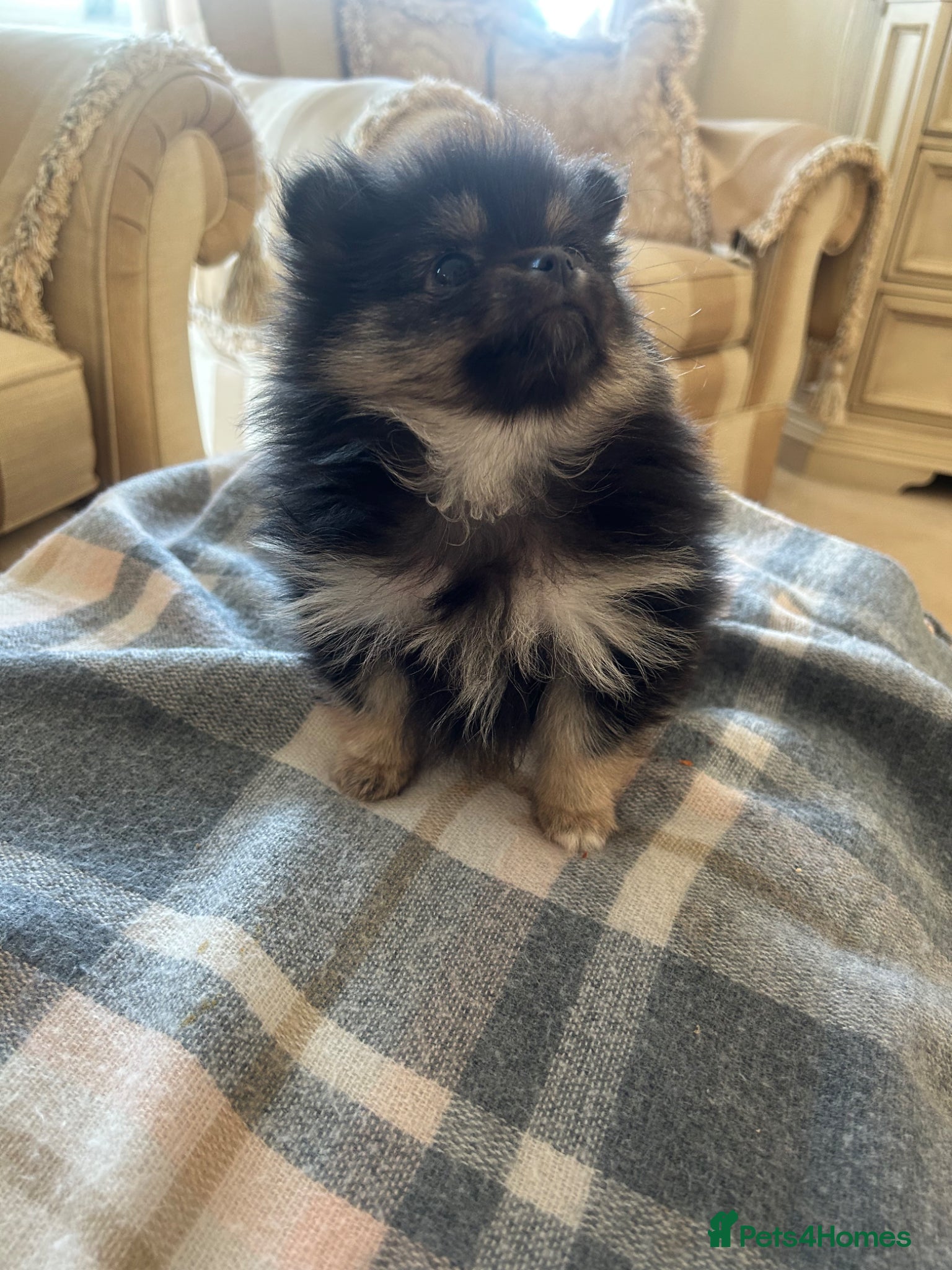 Pomeranian dogs Rainbow litter all different colors and markings  - Advert 1