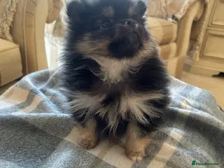 Pomeranian dogs Rainbow litter all different colors and markings - Advert 1