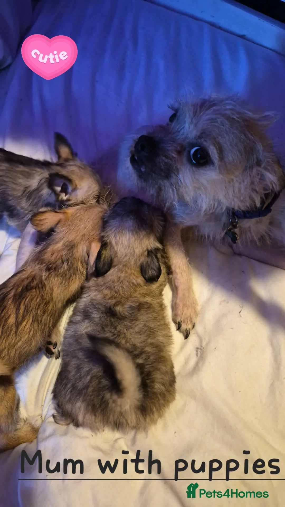Mixed Breed dogs for sale: ♡Adorable French Chorkie girls♡ - Advert 2