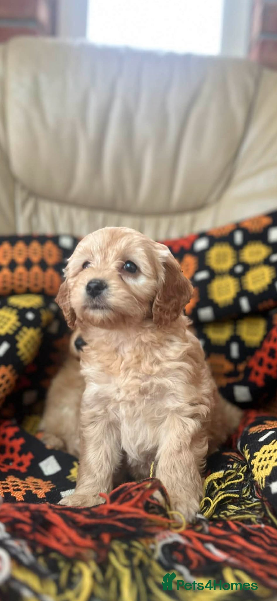 Cavapoochon dogs Stunning boys and girls - Advert 1