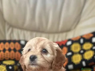 Cavapoochon dogs Stunning boys and girls - Advert 1