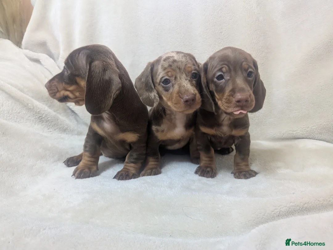 Miniature Dachshund dogs for sale: Dachshund miniature puppys  - Advert 2