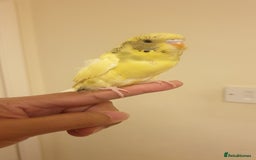 Budgerigars birds for sale: Handreared semitamed and tamed budgies  - Image 6