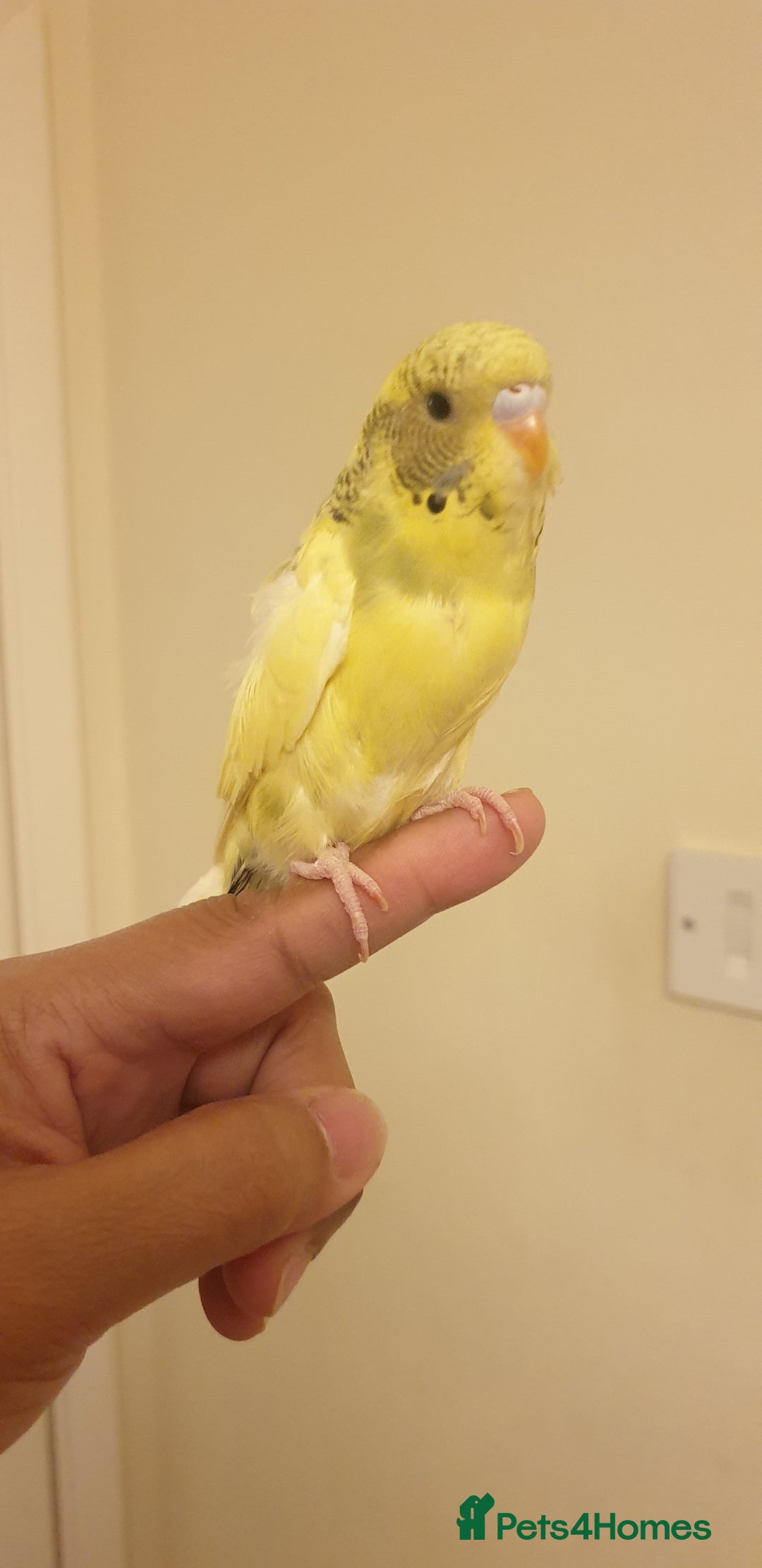 Budgerigars birds for sale: Handreared semitamed and tamed budgies  - Image 6