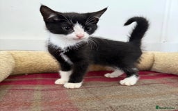 Mixed Breed cats for sale: Lovely kittens - Image 3