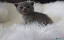 British Shorthair cats for sale: GCCF CHAMPION SIRED BRITISH SHORTHAIR KITTENS - Image 6