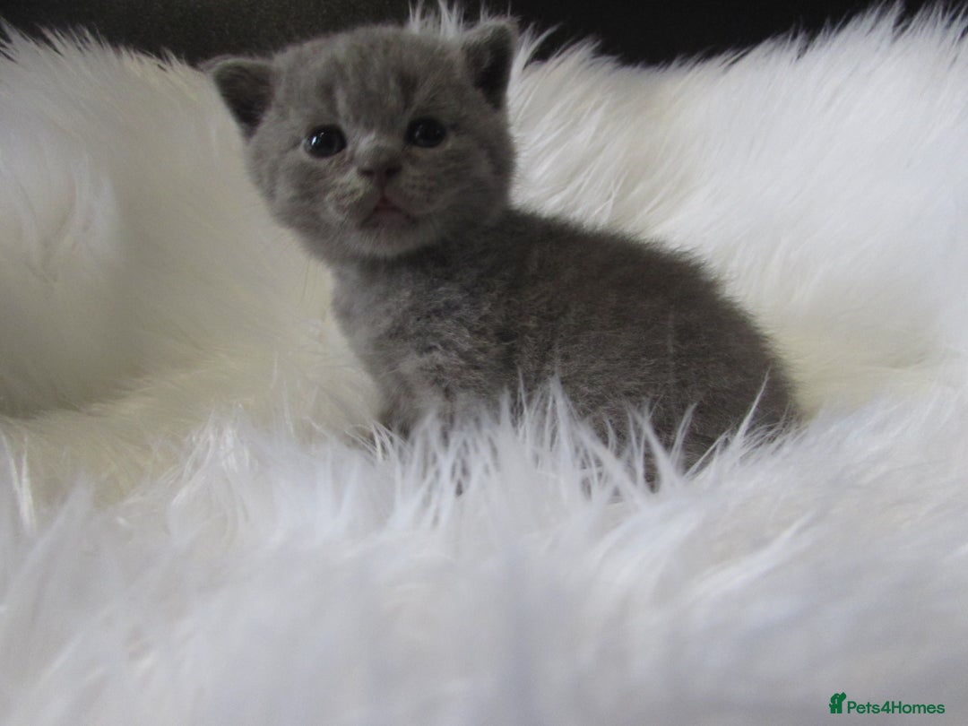 British Shorthair cats for sale: GCCF CHAMPION SIRED BRITISH SHORTHAIR KITTENS - Image 6