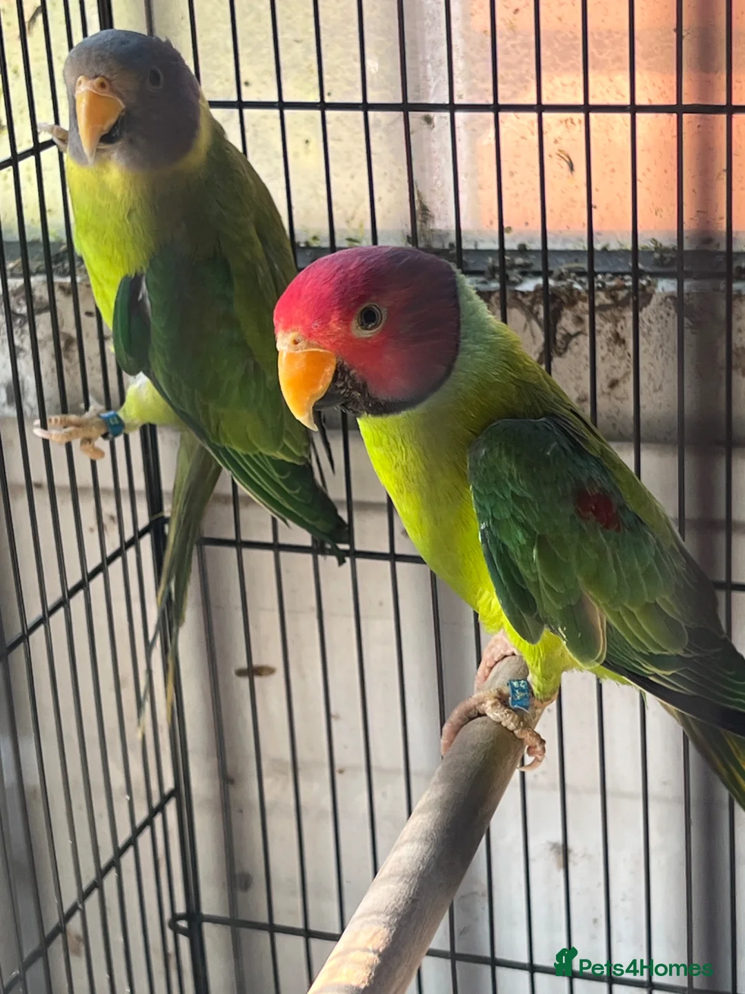 Parakeets birds for sale: Plumheads - Advert 1