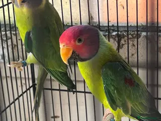 Parakeets birds Plumheads - Advert 2