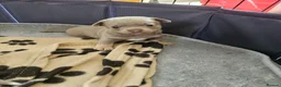 Chihuahua dogs for sale: Five Smoothcoat Chihuahua puppies for sale - Advert 20