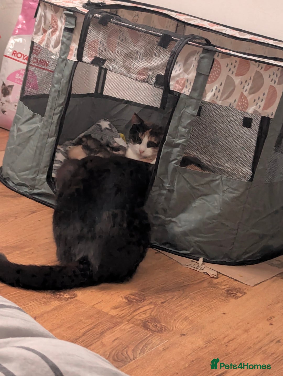 Maine Coon cats for sale: 2 week old kittens - Advert 3