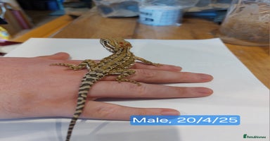 Dragon reptiles - Advert 2