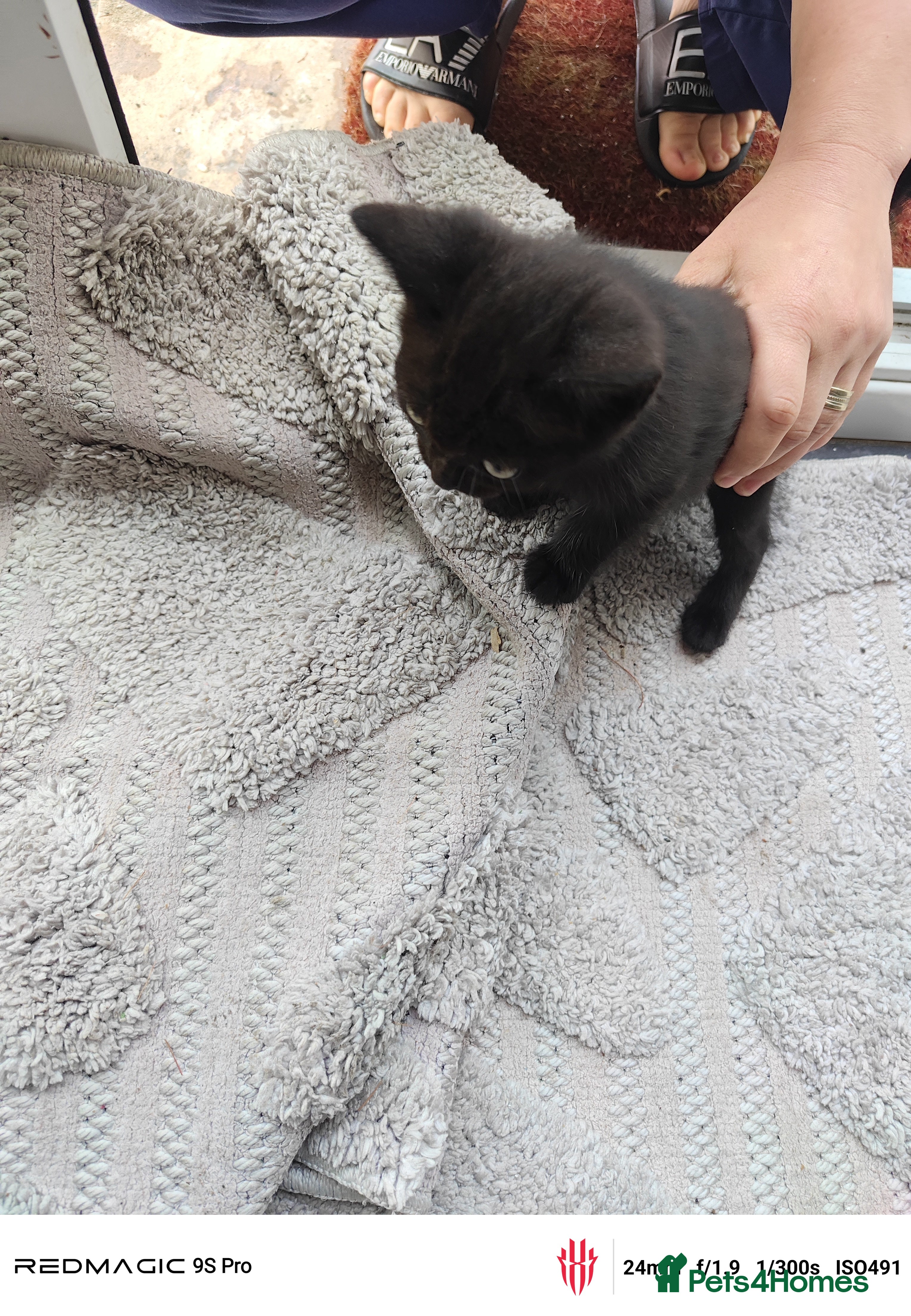 British Shorthair cats for sale: Mixed British Short hair - Advert 9