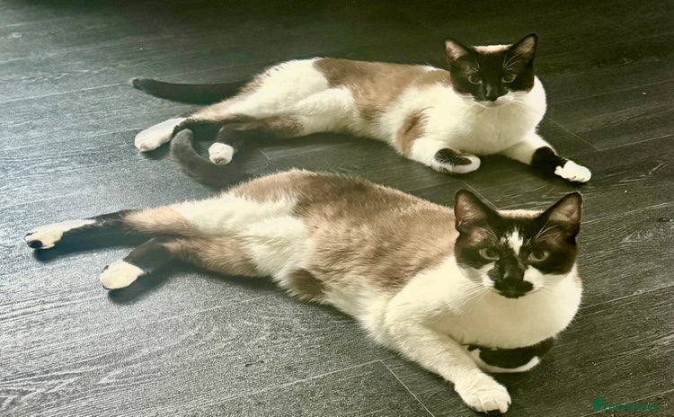 Snowshoe cats - Advert 2