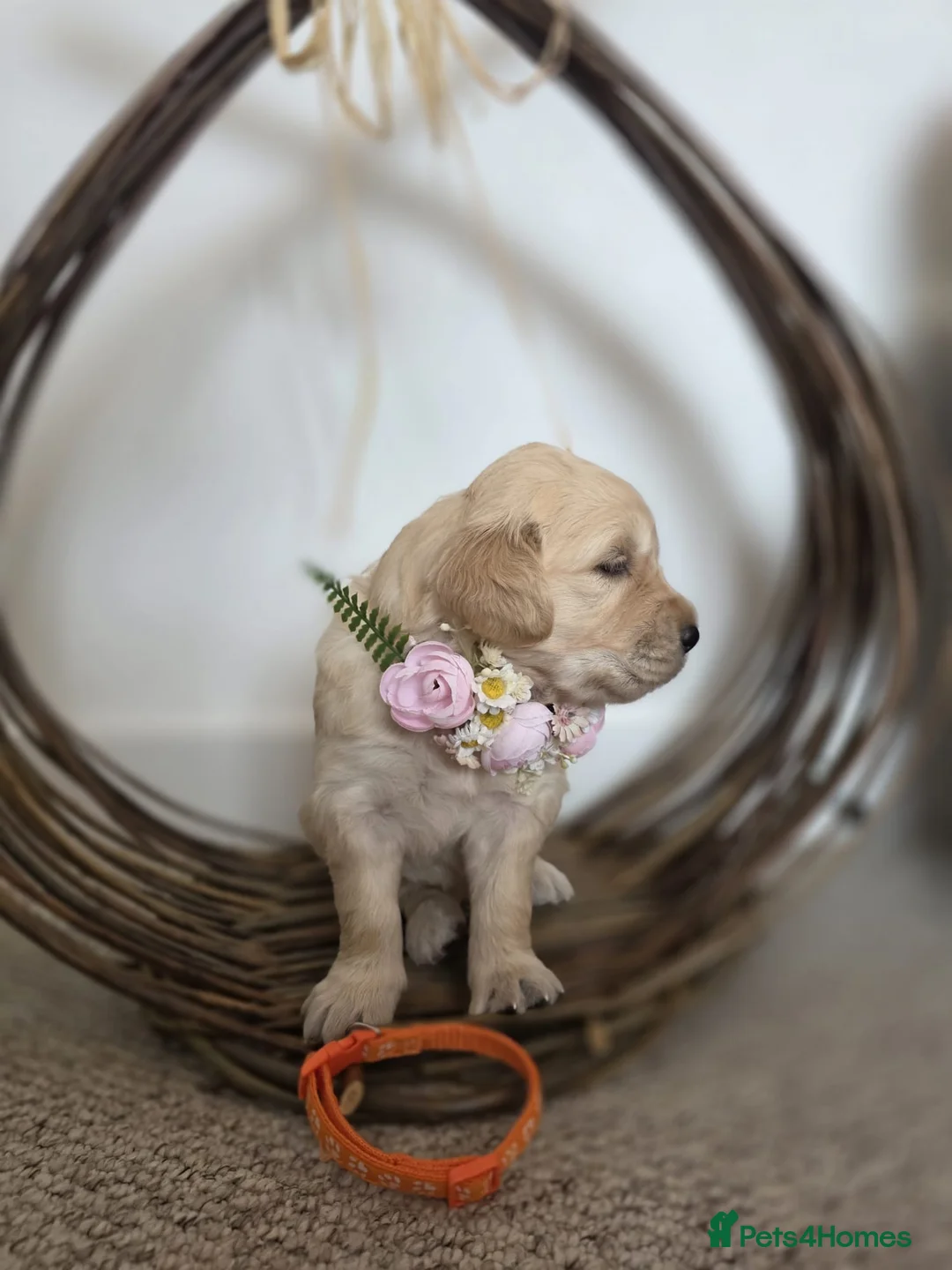 Golden Retriever dogs for sale: Beautiful Golden Retriever puppies ✨ in Derby - Advert 2