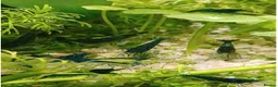 Shrimps fish for sale: 🔥Juvenile RED & BLUE SHRIMP 🦐 + a free plant 🍃 - Advert 20