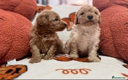 Cavapoo dogs for sale: Beautiful Cavapoo puppies  - Image 10