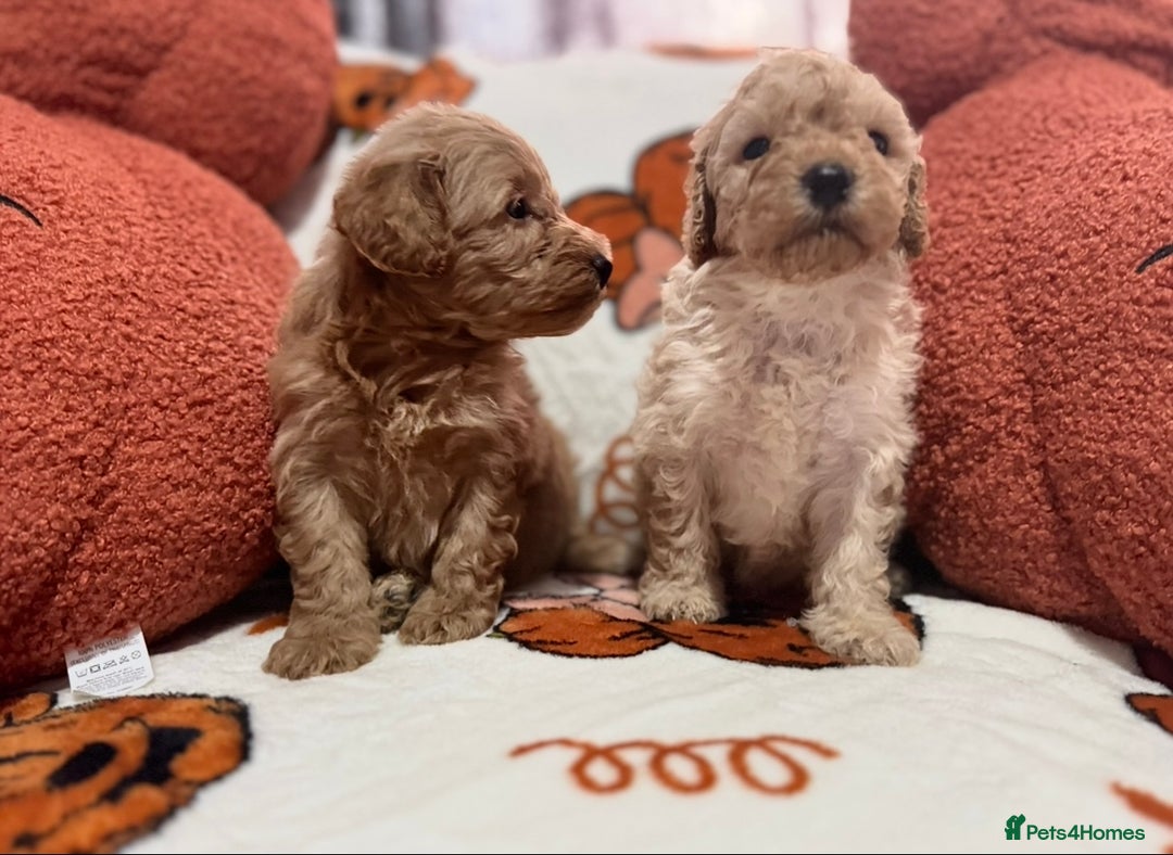 Cavapoo dogs for sale: Beautiful Cavapoo puppies  - Image 10