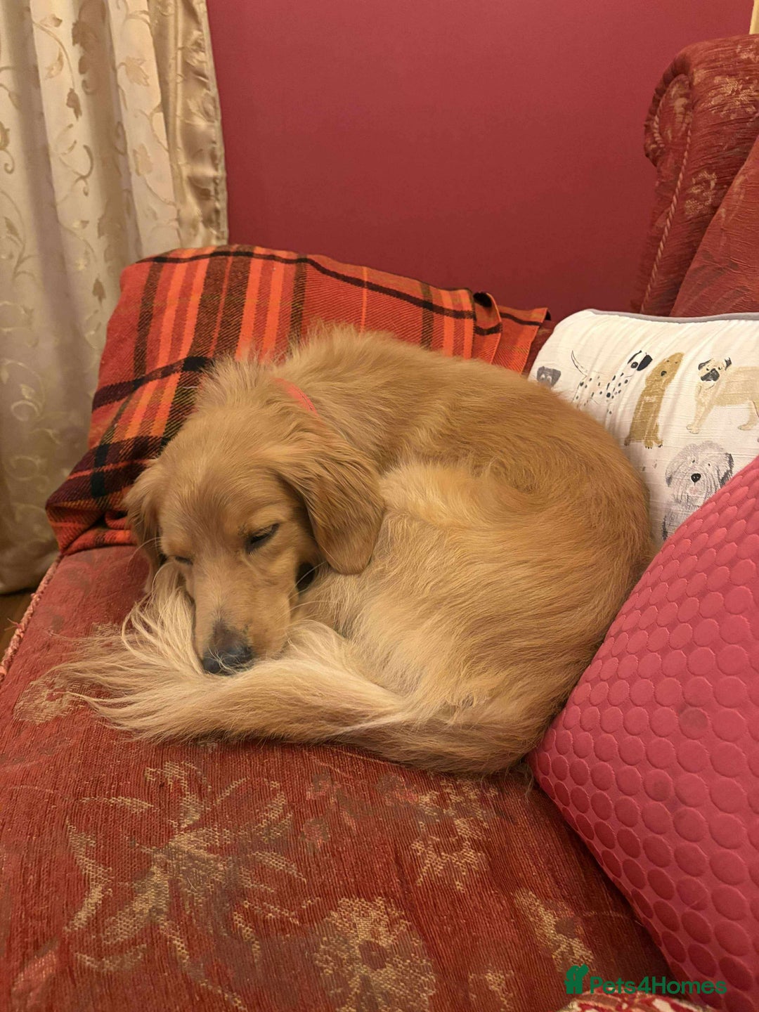 Mixed Breed dogs for adoption: Loving Buddy is waiting for you! - Image 3