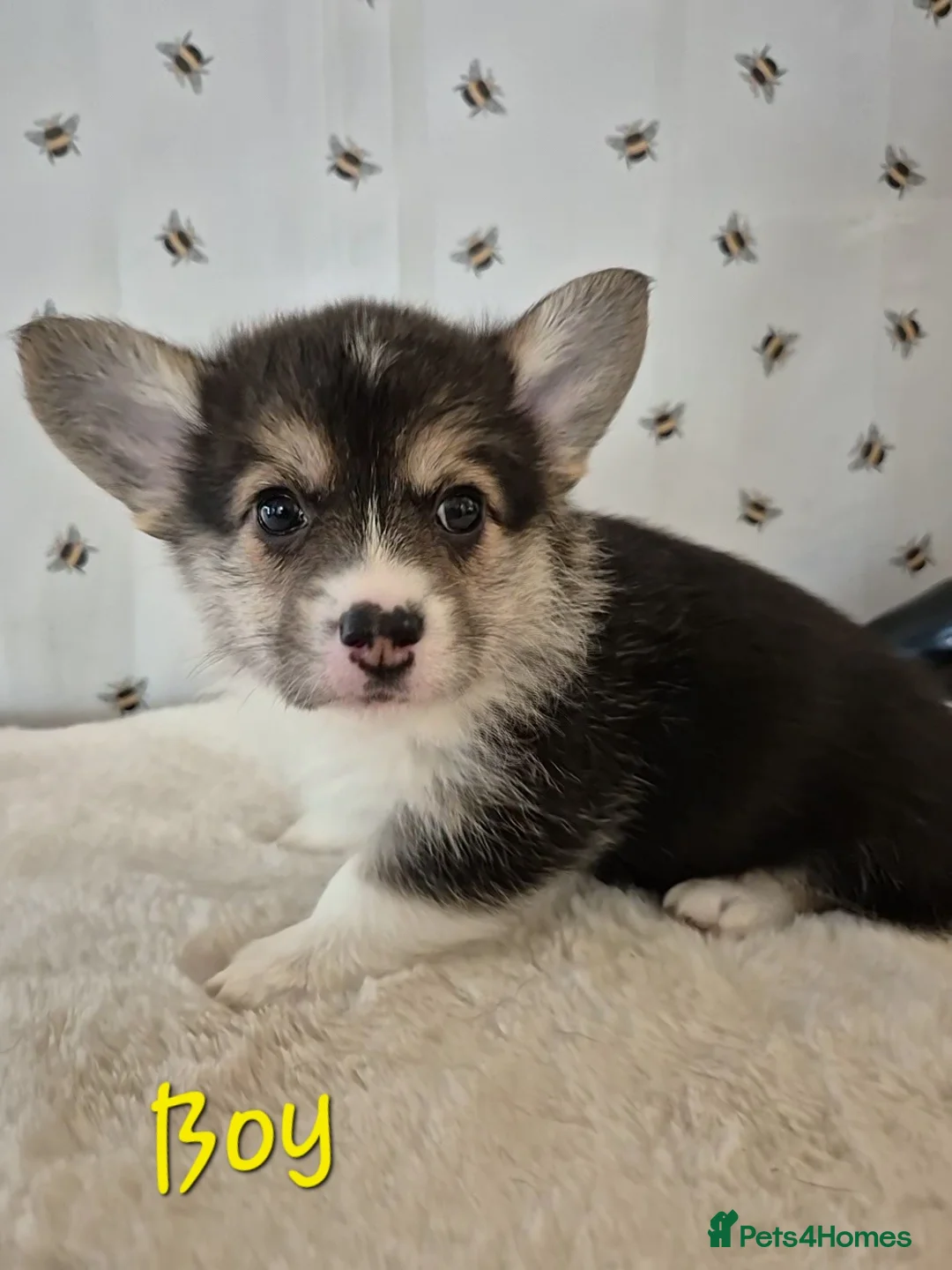 Welsh Corgi Pembroke dogs for sale: Tri coloured boy and girls  - Advert 2