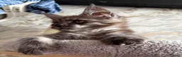 Maine Coon cats for sale: Stunning Maine Coon Kittens TICA Registered - Advert 16