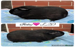 Guinea Pig rodents for sale: Female guinea pigs  - Image 5