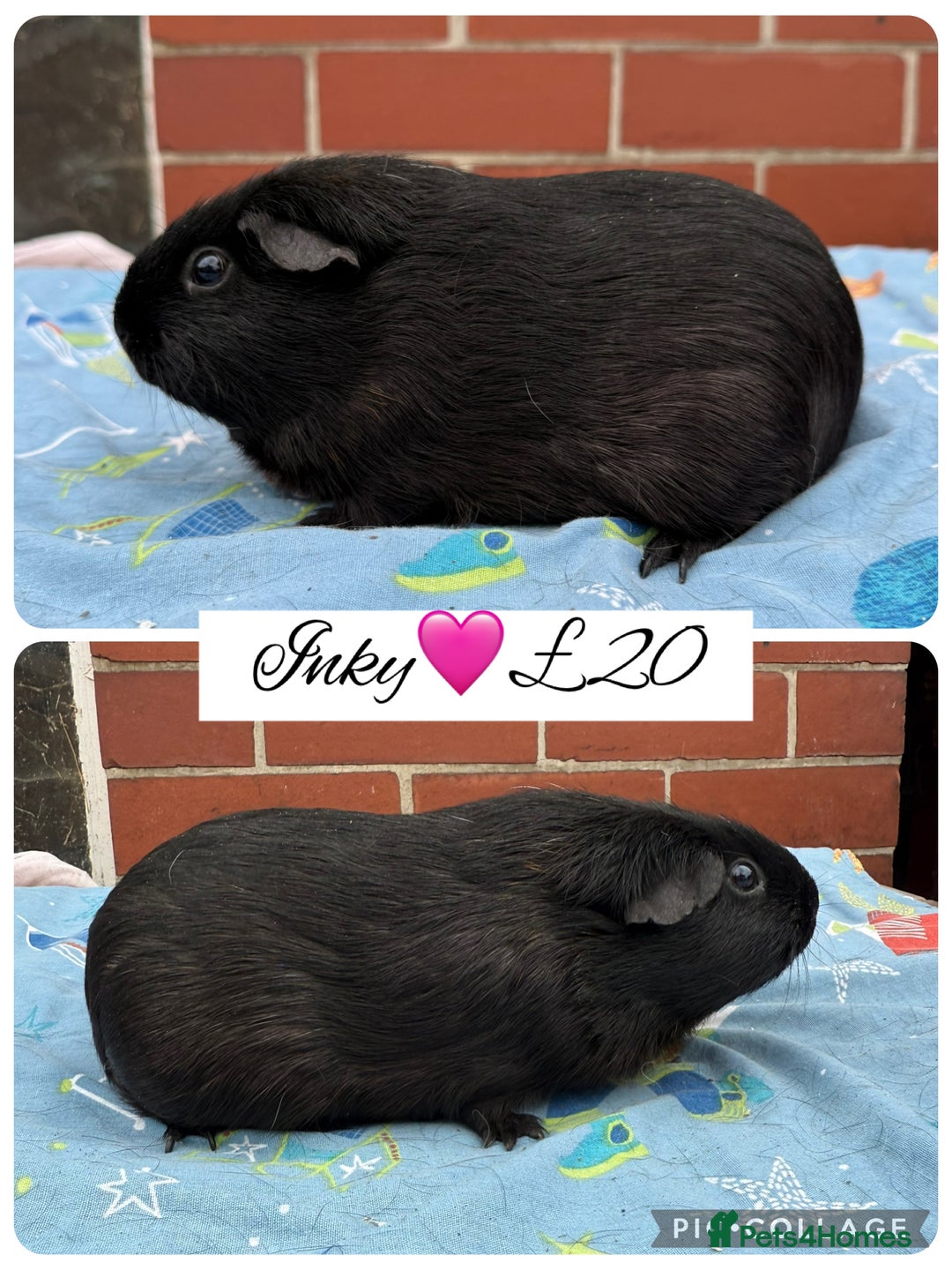 Guinea Pig rodents for sale: Female guinea pigs  - Image 5