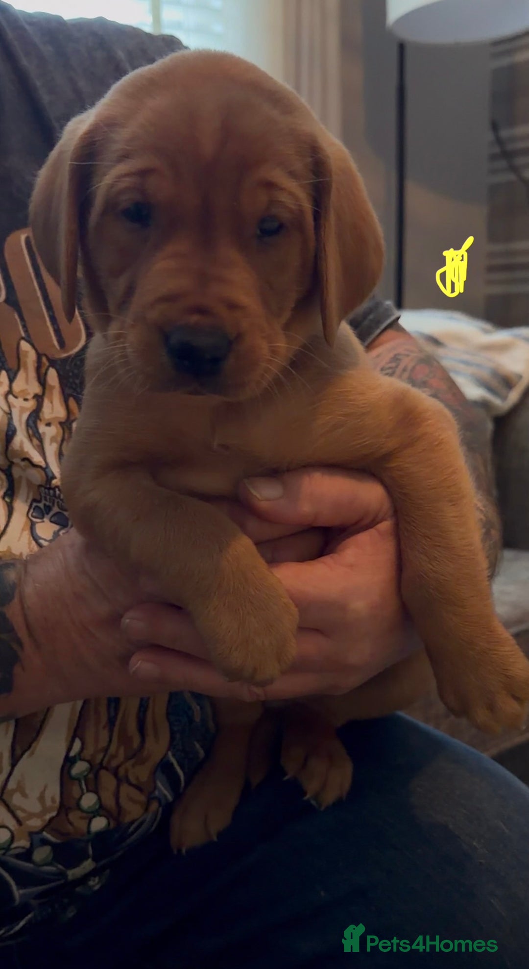 Labrador Retriever dogs for sale: Fox Red Labrador Puppies - Advert 13