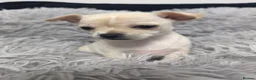 Chihuahua dogs for sale: Beautiful Chihuahua Puppies – 3 Girls & 1 Boy - Advert 12
