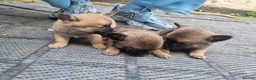 Pomchi dogs for sale: 🐶 Beautiful Pomchi pup – 🐶 - Advert 14