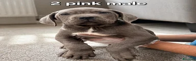 Pink male