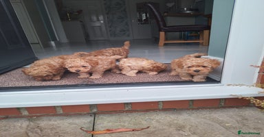 Toy Poodle dogs - Advert 9