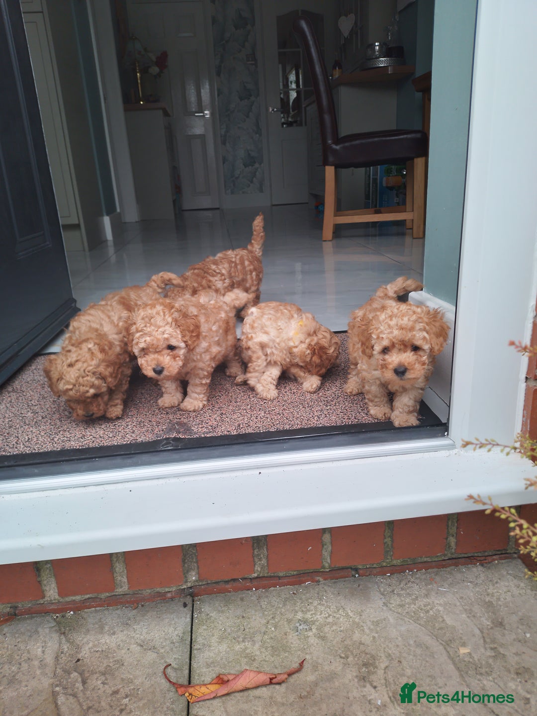 Toy Poodle dogs for sale: Pedigree toy poodles - Image 2