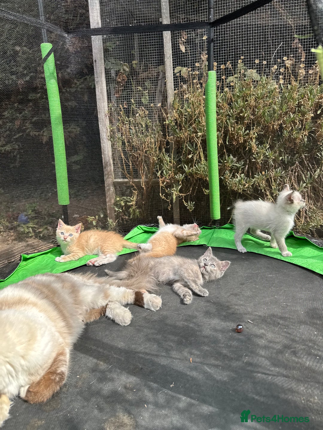 Mixed Breed cats for sale: 3 Female Ragdoll X Kittens  - Image 1