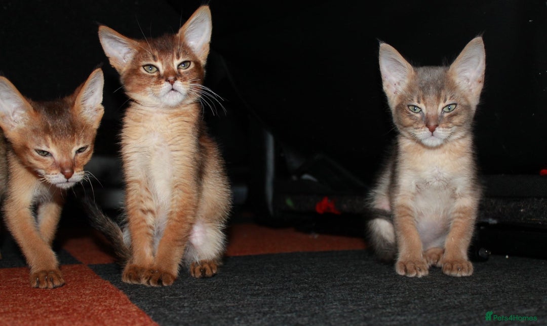 Chausie cats for sale: Adorable Chausie Kittens – 2 males & 1 female - Image 4