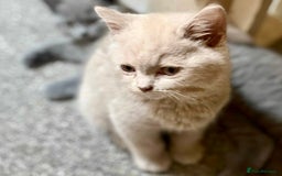 British Shorthair cats for sale: 5 generations pedigree British Shorthair Kittens - Image 13