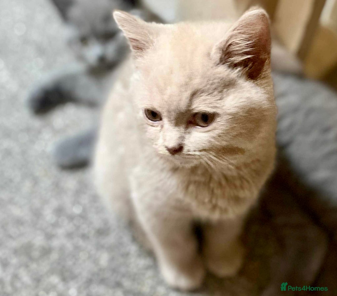 British Shorthair cats for sale: 5 generations pedigree British Shorthair Kittens - Image 13
