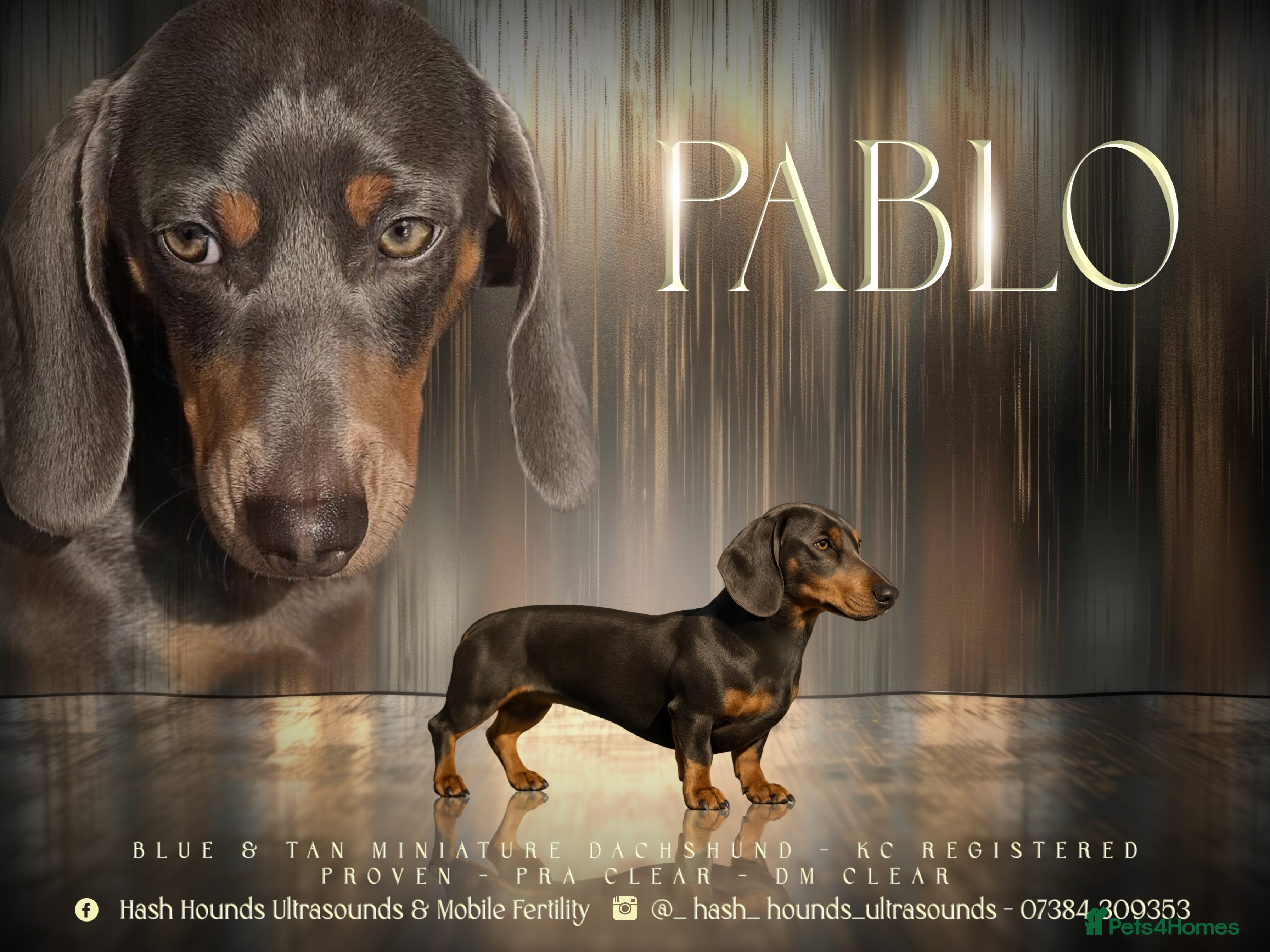 Miniature Dachshund dogs Short Haired Miniature Blue and Tan for Stud - Advert 8