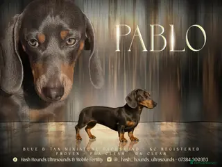 Miniature Dachshund dogs Short Haired Miniature Blue and Tan for Stud - Advert 5