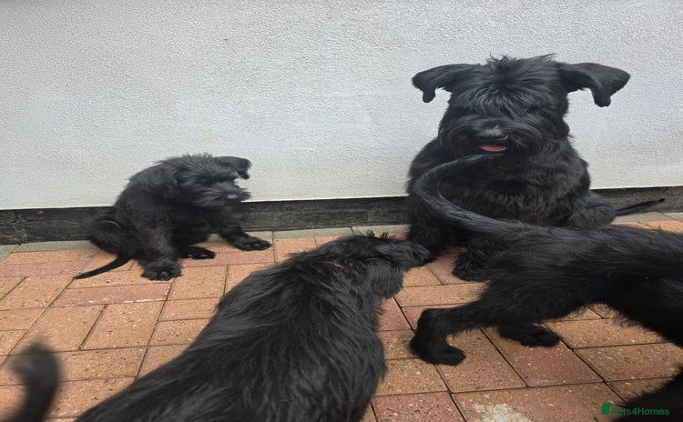 Giant Schnauzer dogs in West Bromwich - Advert 1