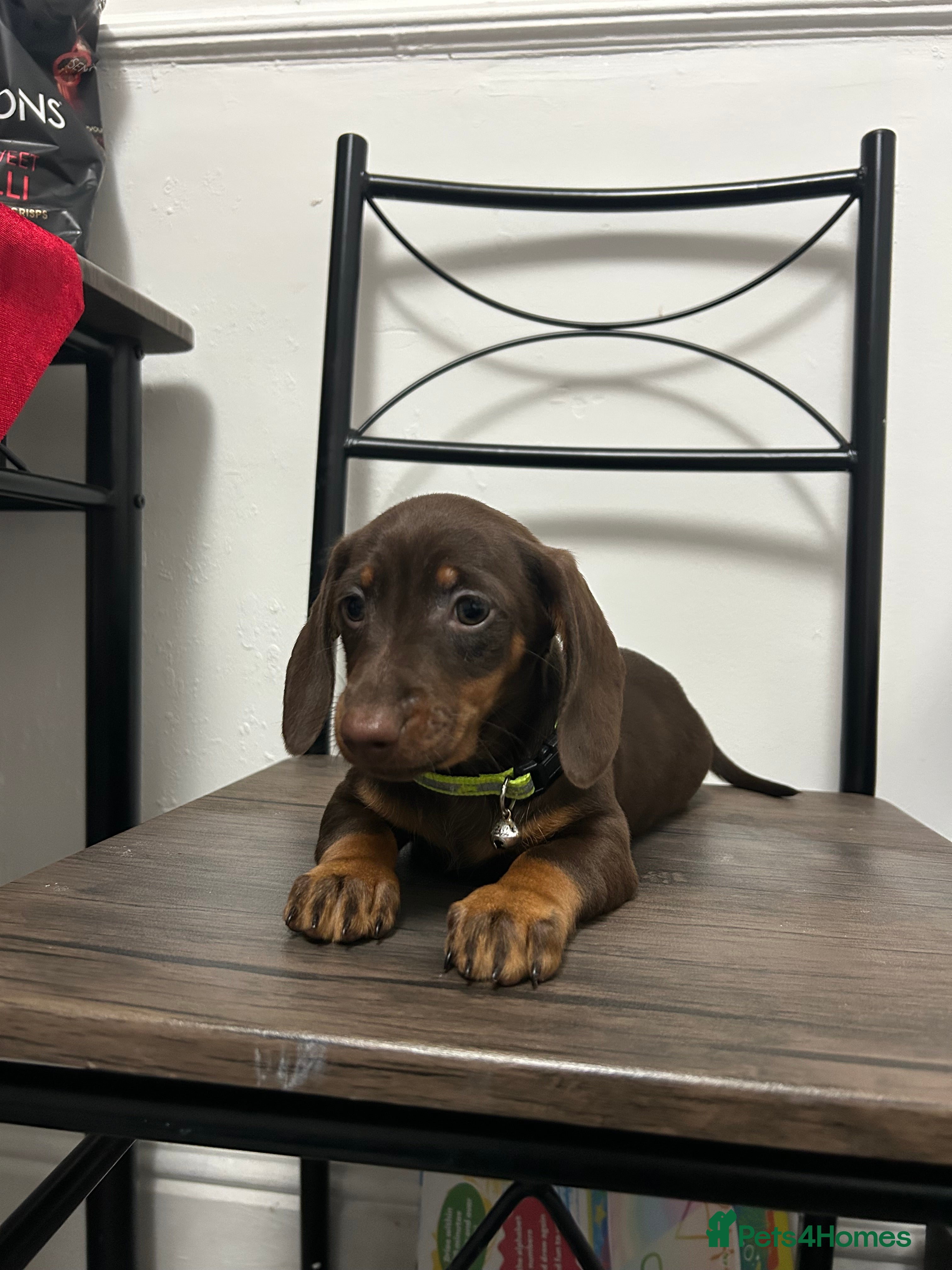 Miniature Dachshund dogs ❤️❤️Miniature Dachshunds❤️❤️ - Advert 5