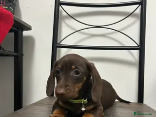 Miniature Dachshund dogs ❤️❤️Miniature Dachshunds❤️❤️ - Advert 5