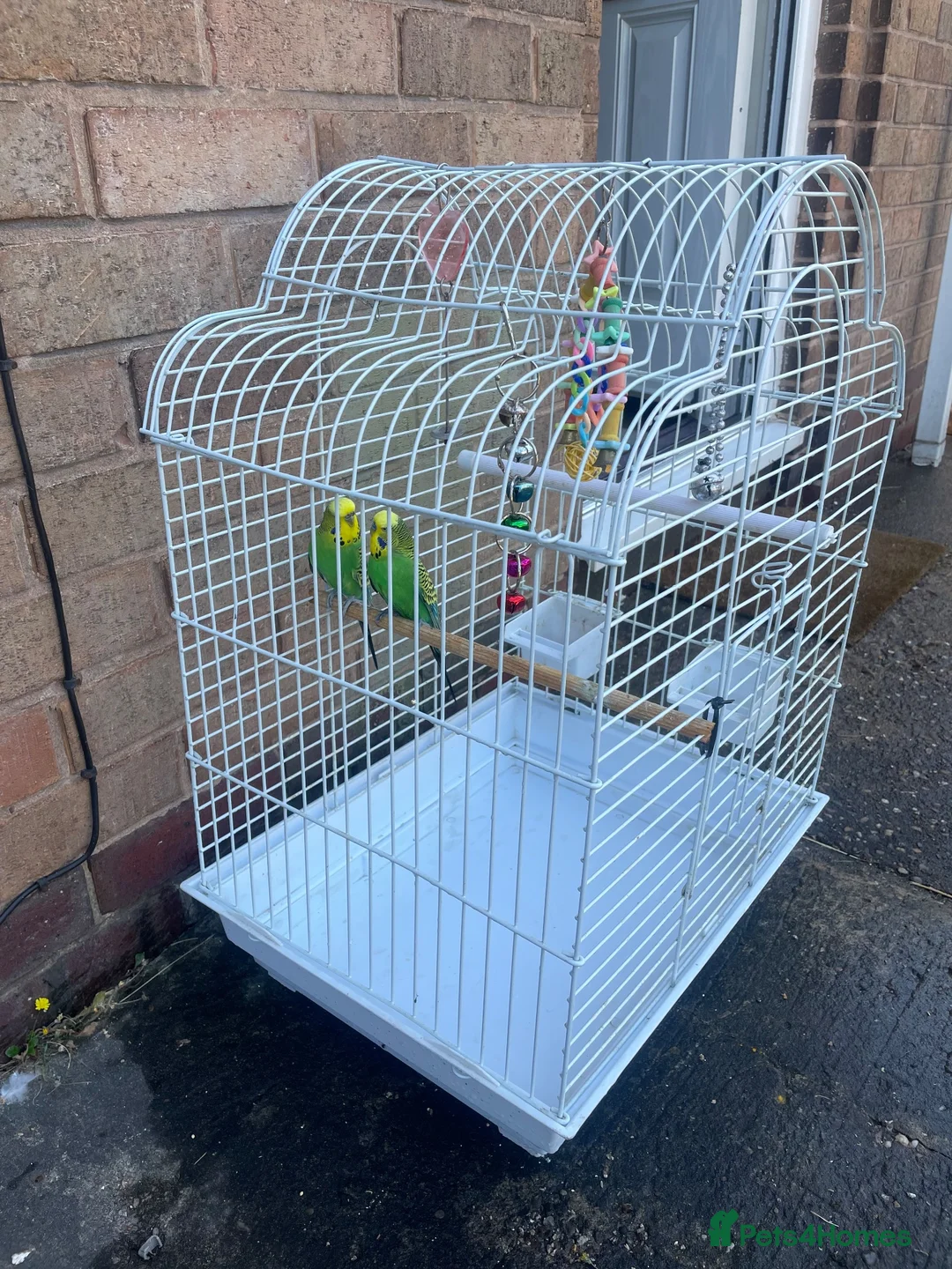 Budgerigars birds for sale: Selling Buggies  parrots with cage & Acessories. - Advert 2