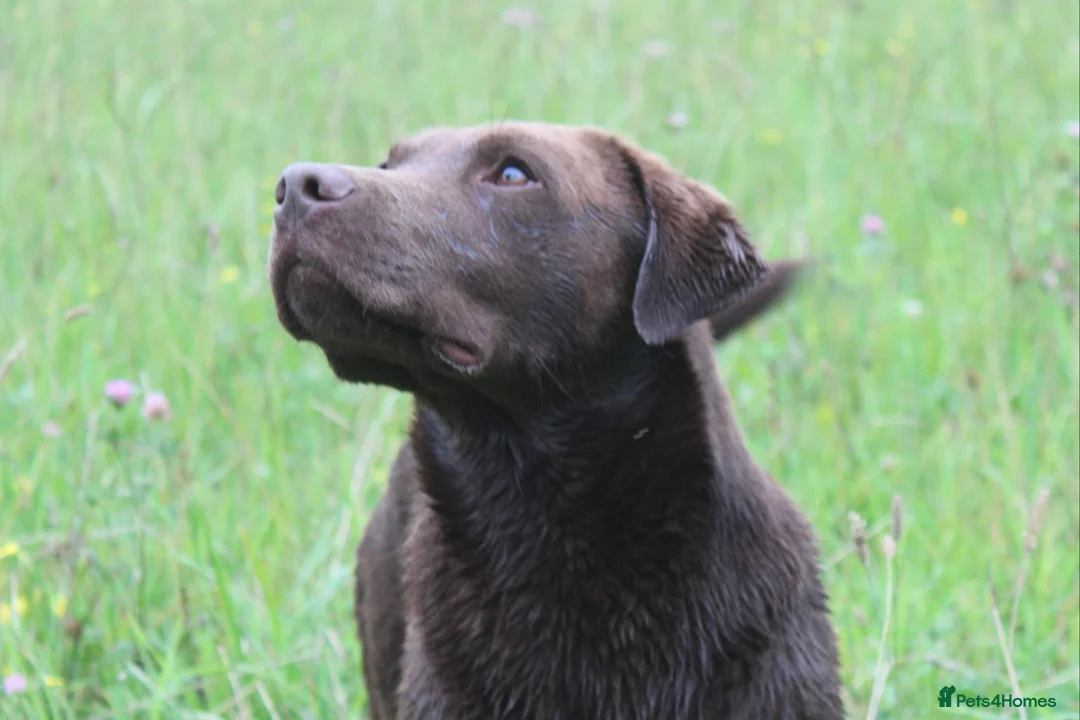 Labrador Retriever dogs for stud: 0/0 Hips and Elbows Proven Chocolate Labrador Stud in Totnes - Advert 5