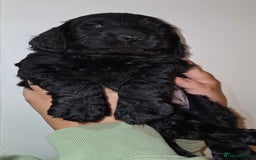 Cocker Spaniel dogs for sale: Stunning Cocker Spaniel Pups from Working Heritage - Image 13