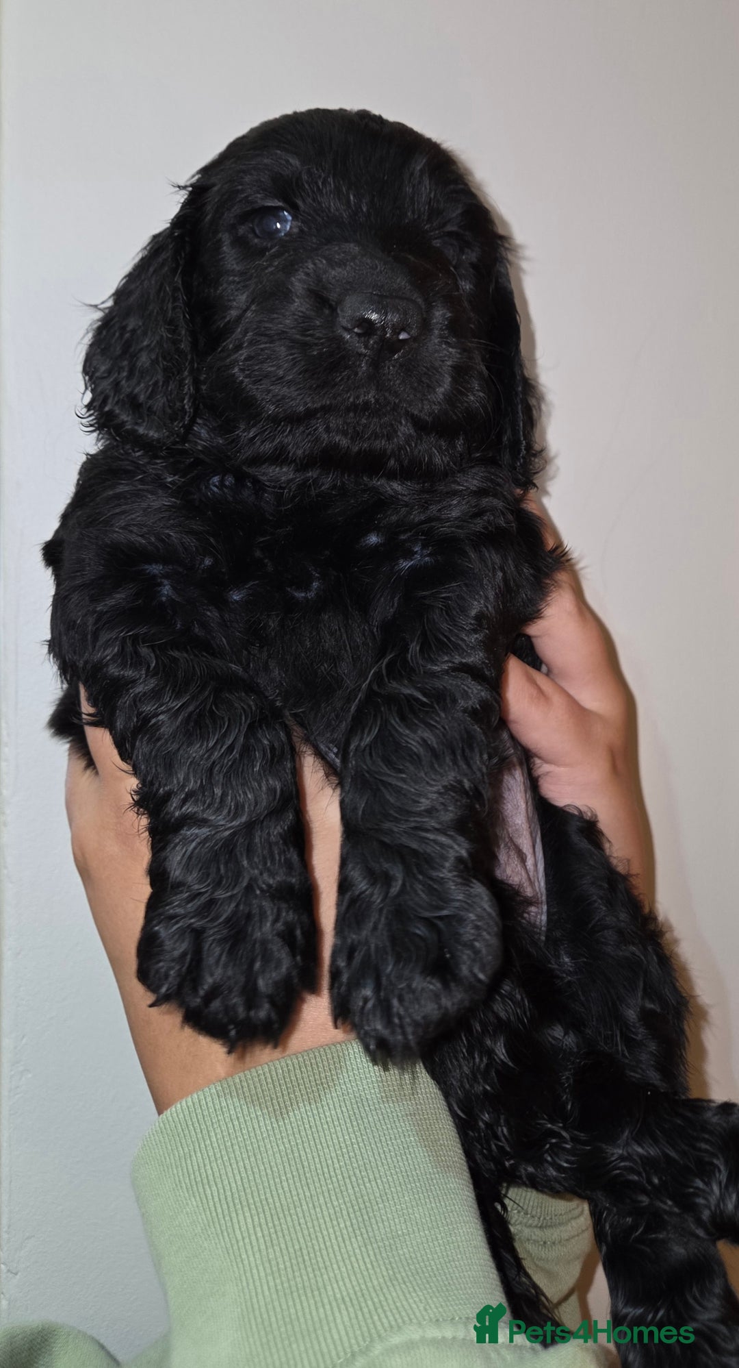 Cocker Spaniel dogs for sale: Stunning Cocker Spaniel Pups from Working Heritage - Image 13