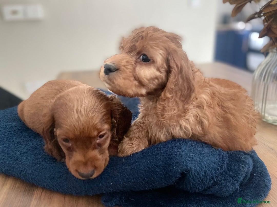 Cockapoo dogs for sale: ❤️NOW REDUCED❤️…X1 BOY (health tested) - Advert 9