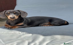 Miniature Dachshund dogs for stud: Available for stud blue and tan mini dachshund - Image 2