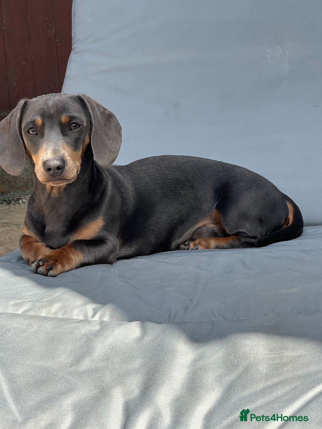 Miniature Dachshund dogs for stud: Available for stud blue and tan mini dachshund - Image 2